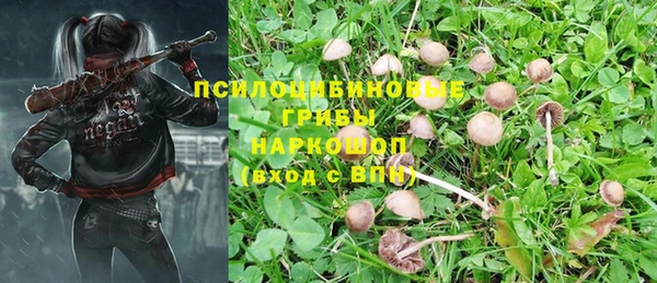 ПСИЛОЦИБИНОВЫЕ ГРИБЫ Горно-Алтайск